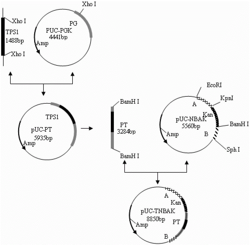 A freeze-resistant yeast strain for bread fermentation and its breeding method