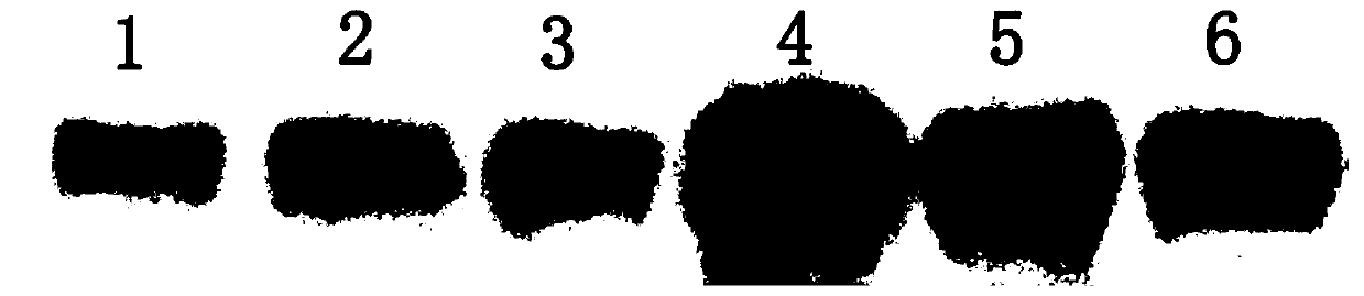 A method and application of cultivating hek-293t cell line to efficiently secrete and express classical swine fever e2 protein