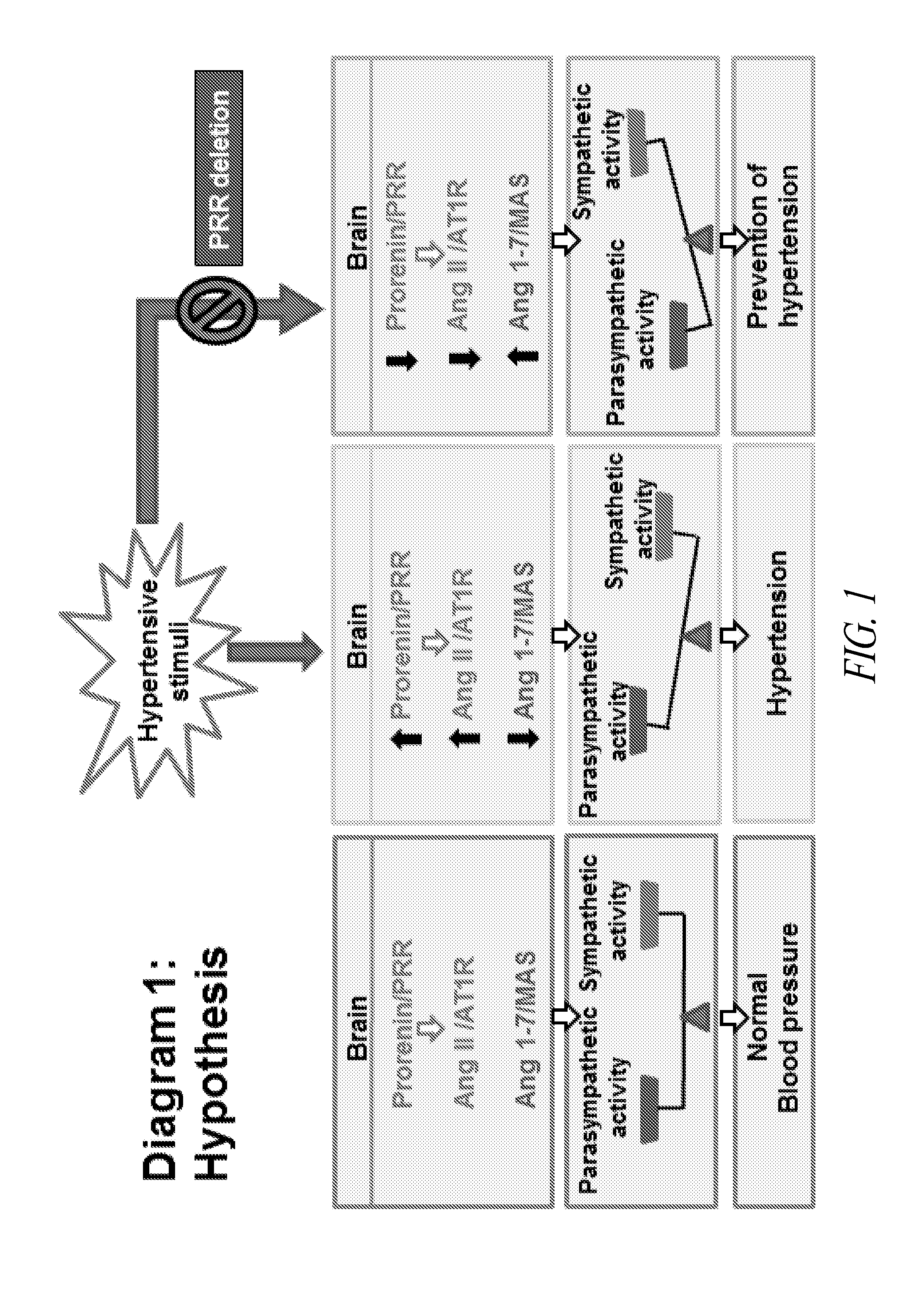 Antagonist for (PRO)renin receptor for the treatment of hypertension and diabetes