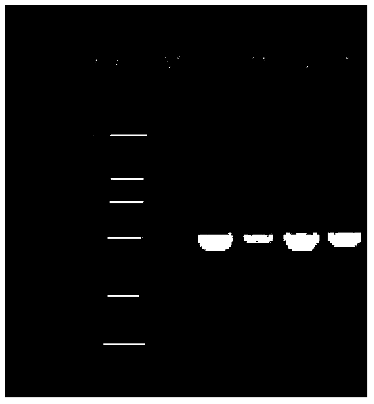 Molecular identification method for lasiohelea taiwana