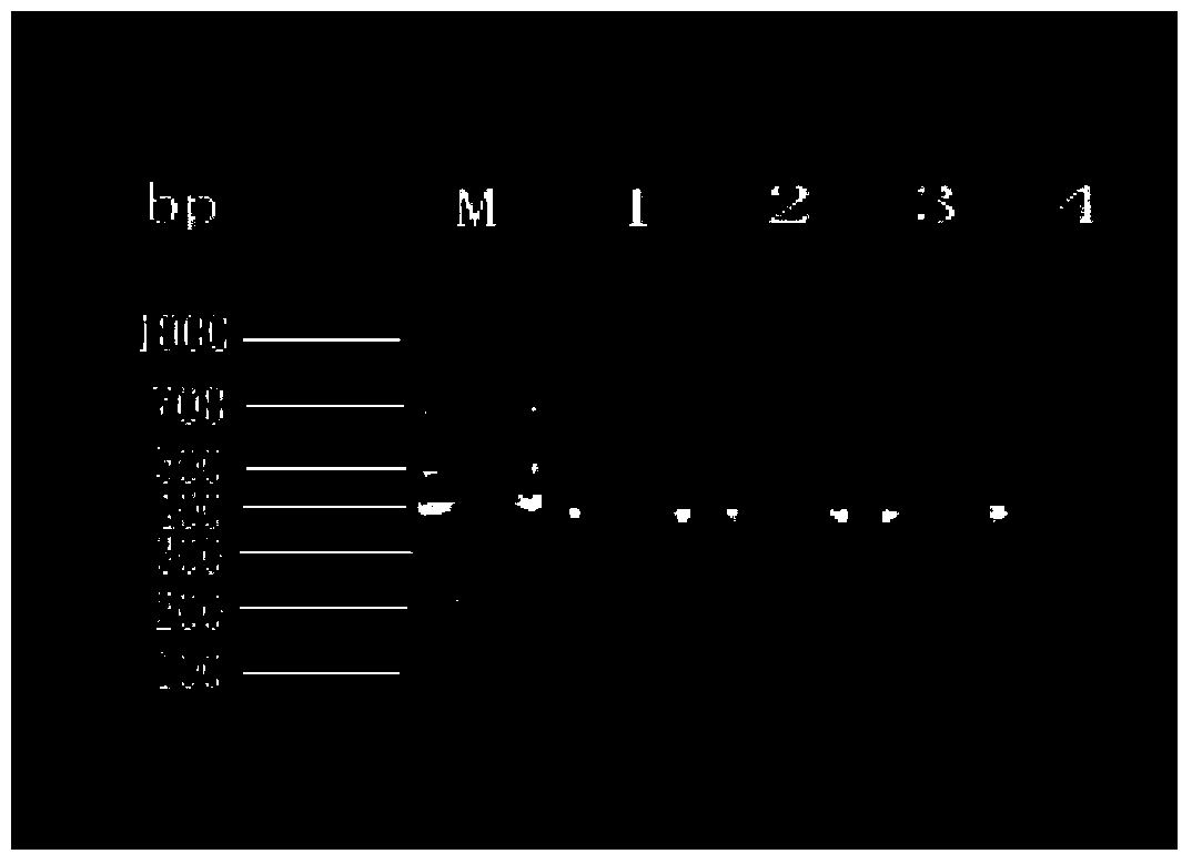 Molecular identification method for lasiohelea taiwana
