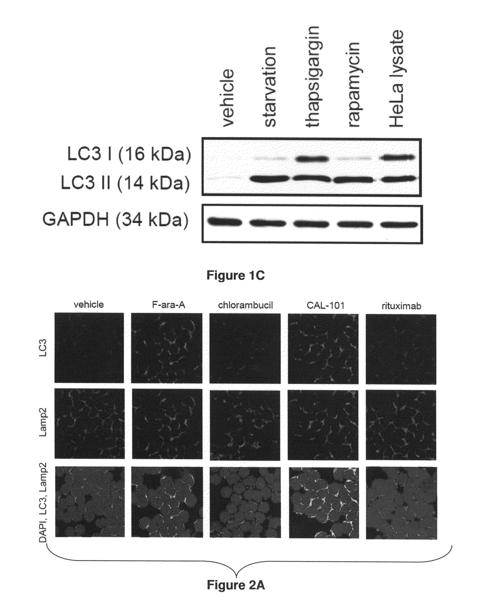 Compositions and methods for increasing drug efficacy in cancer