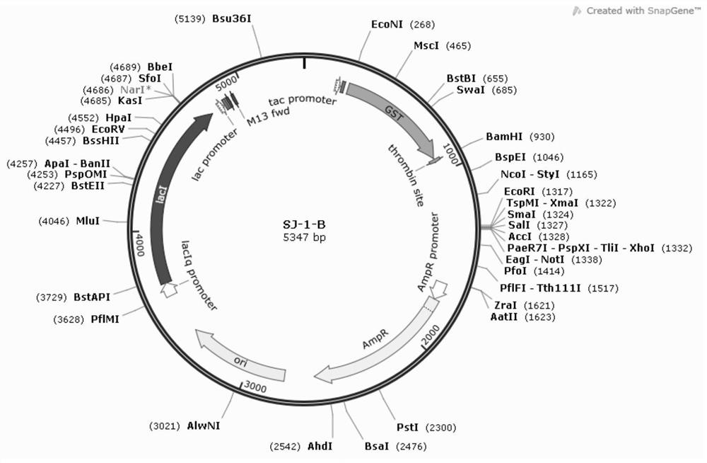 Recombinant antigen for detecting schistosoma japonicum katsurada as well as preparation method and application of recombinant antigen