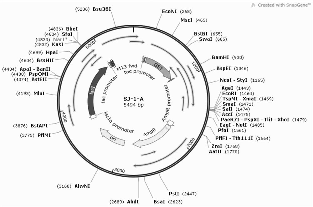 Recombinant antigen for detecting schistosoma japonicum katsurada as well as preparation method and application of recombinant antigen