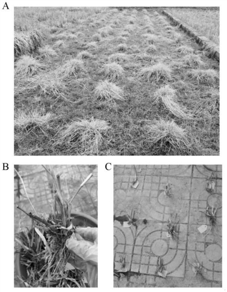 Potting preservation method for common wild rice seed stems