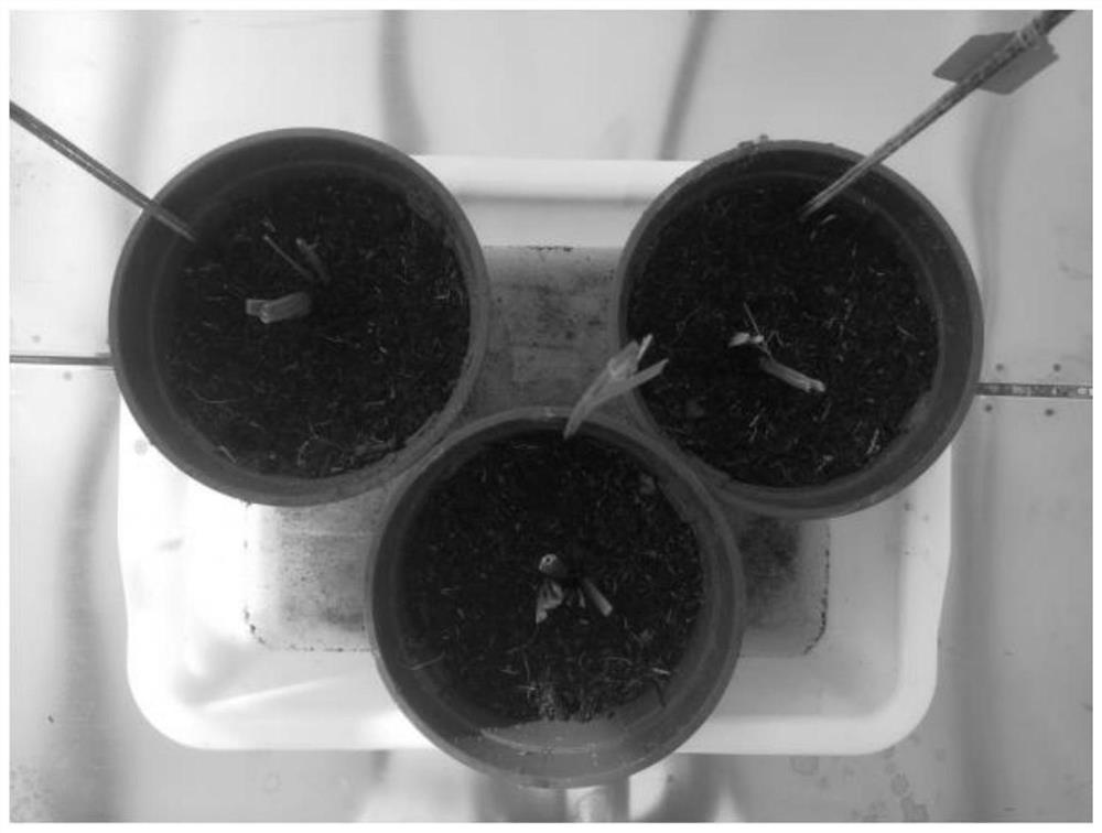 Potting preservation method for common wild rice seed stems