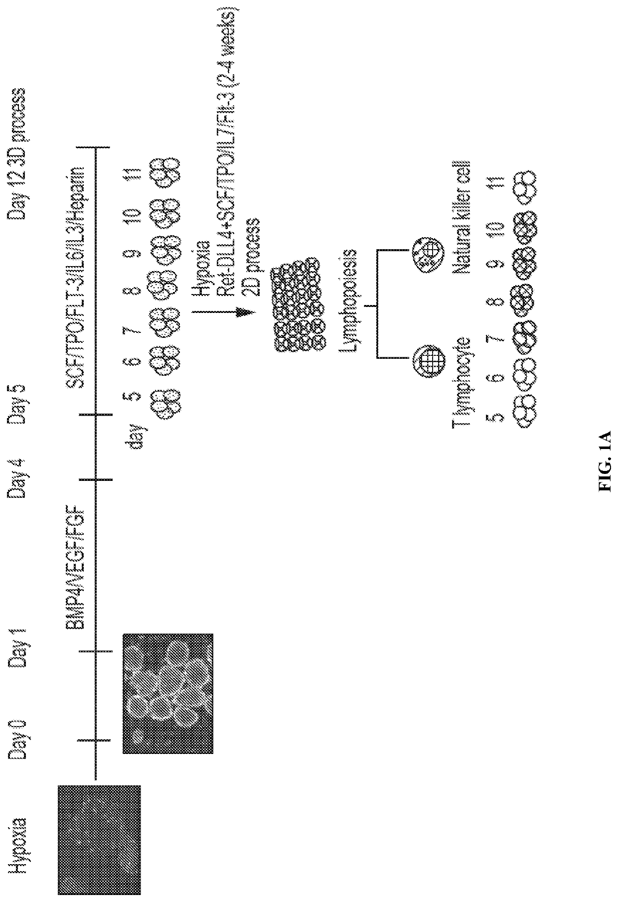 Methods for directed differentiation of pluripotent stem cells to HLA homozygous immune cells