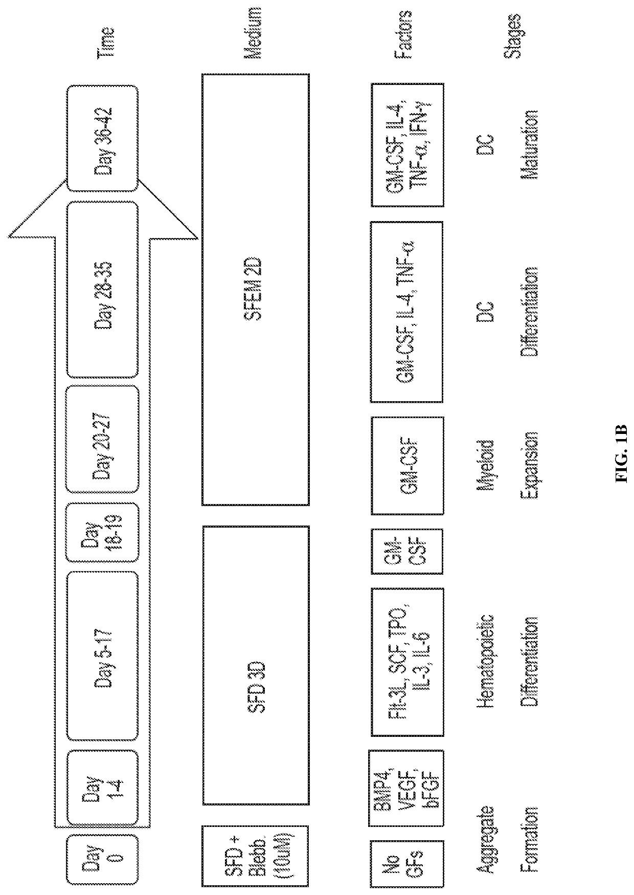 Methods for directed differentiation of pluripotent stem cells to HLA homozygous immune cells