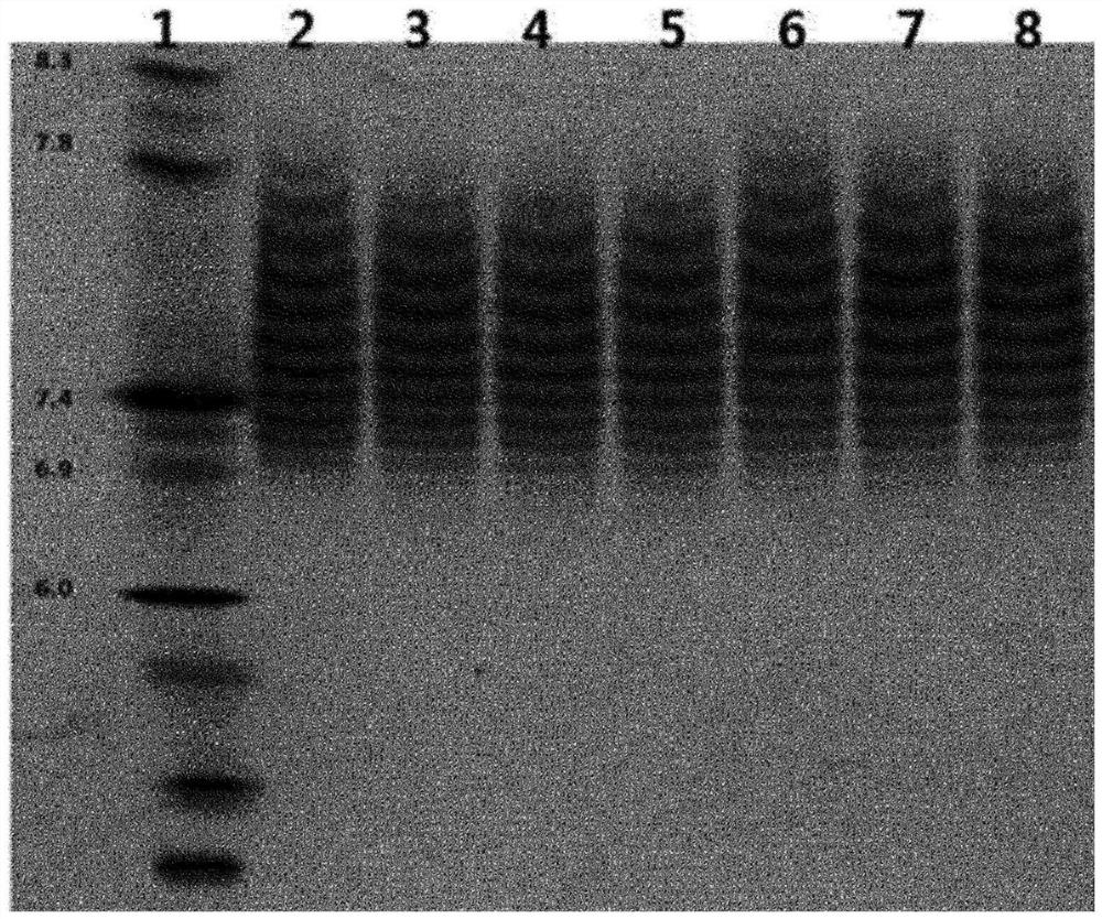 Refining method of ophthalmic protein medicine