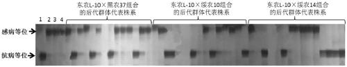 Screening method of molecular marker linked with soybean cyst nematode resistance locus, molecular marker, primers and application