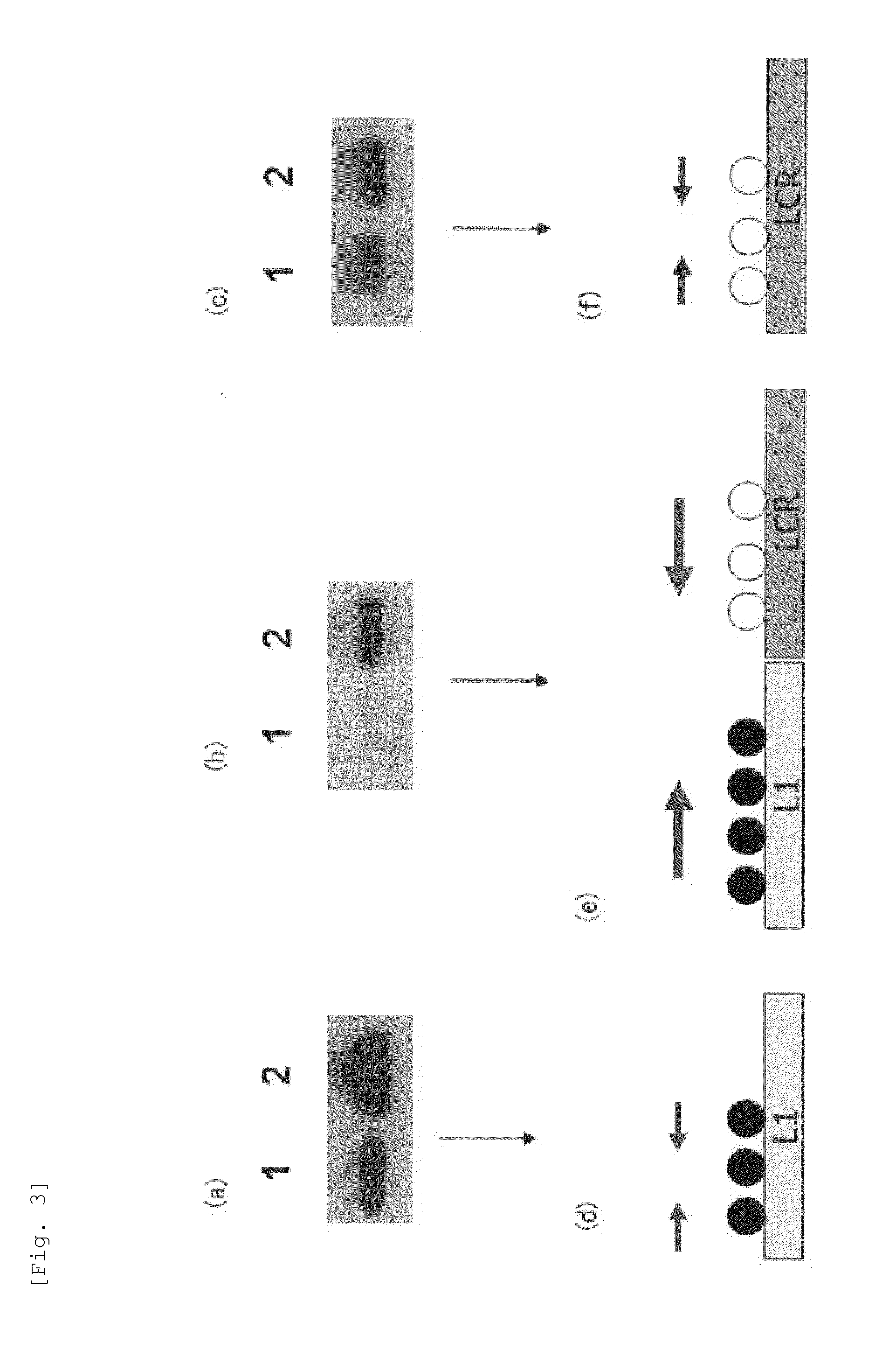 Method for detecting cancer cell caused by hpv, method for determining whether or not tissue is at stage of high-grade dysplasia or more severe stage, and primer set and kit used therefor
