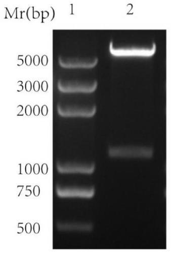 Application of Simian Virus 40 Capsid Protein vp1 as Cell Penetrating Protein