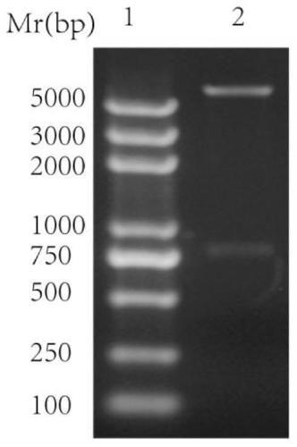 Application of Simian Virus 40 Capsid Protein vp1 as Cell Penetrating Protein