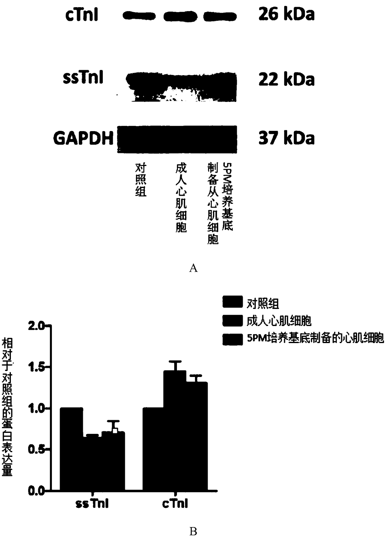 Myocardial cells preparation method