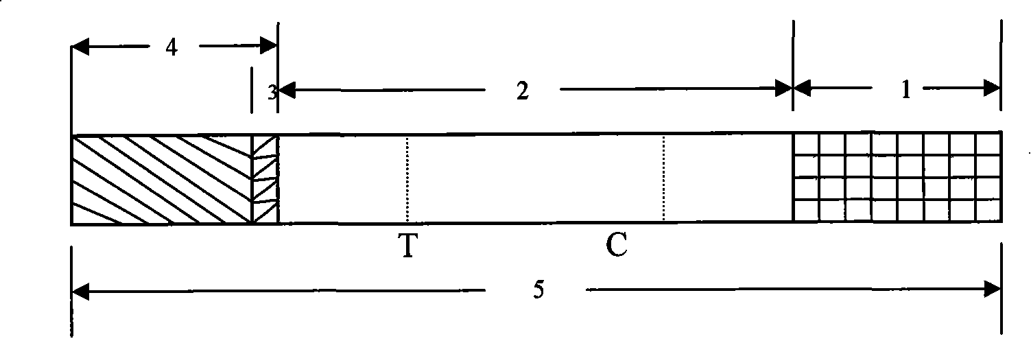 Test paper strip for rapidly detecting brucellosis antibody