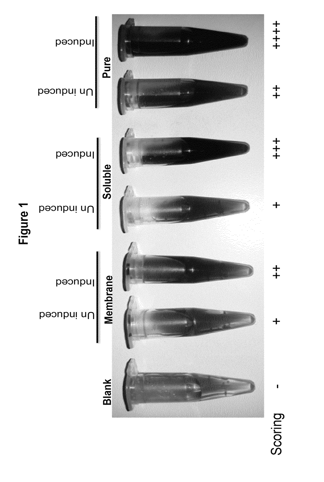 Analytical and diagnostic methods utilizing shigella flexneri apyrase