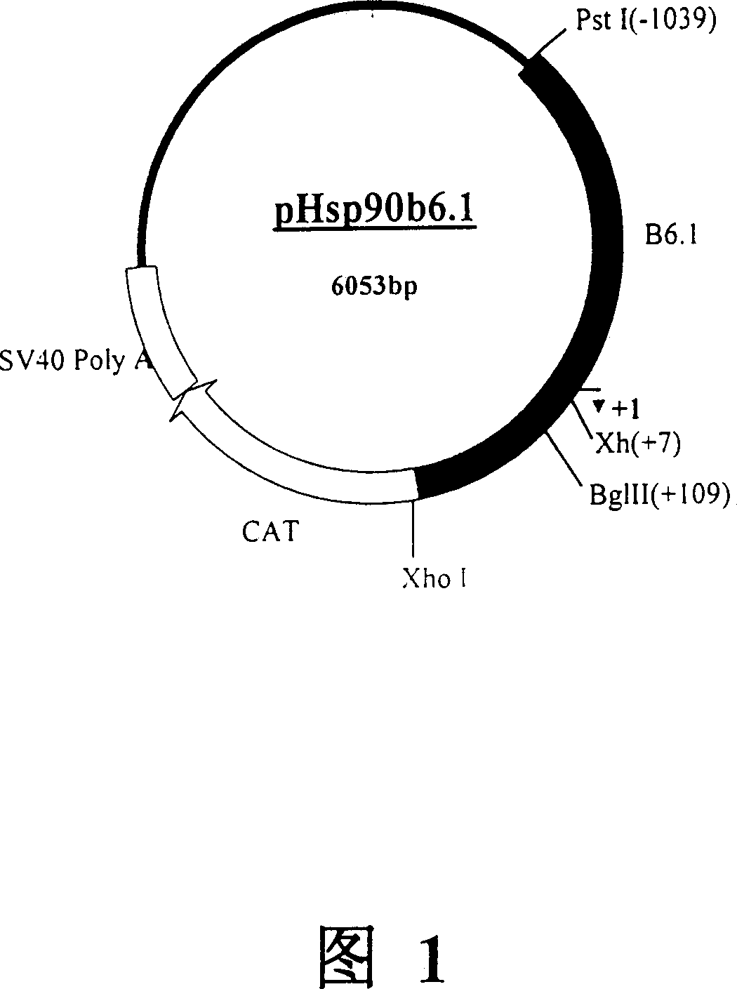 Expression vector of human and mammal cell