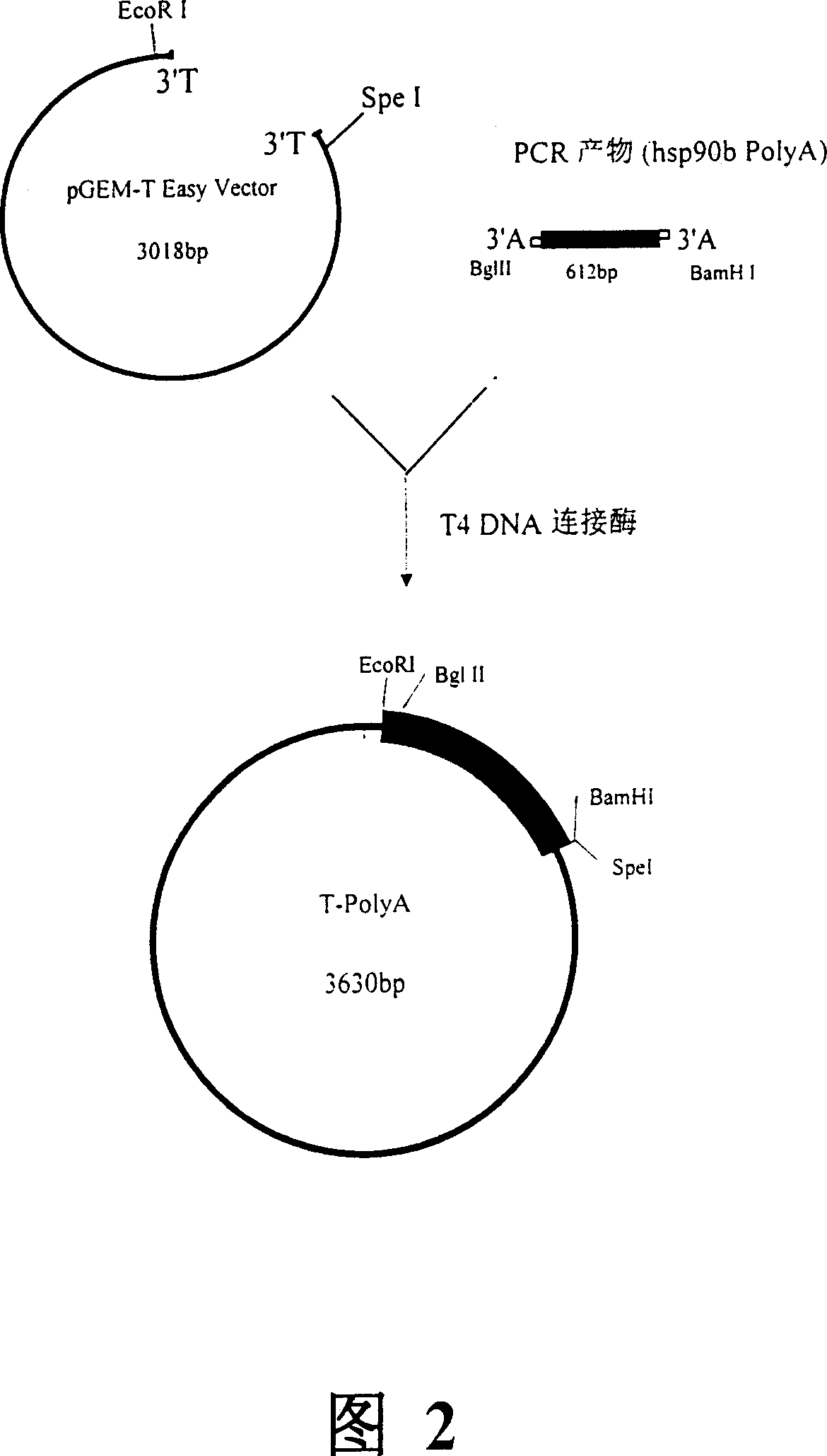 Expression vector of human and mammal cell