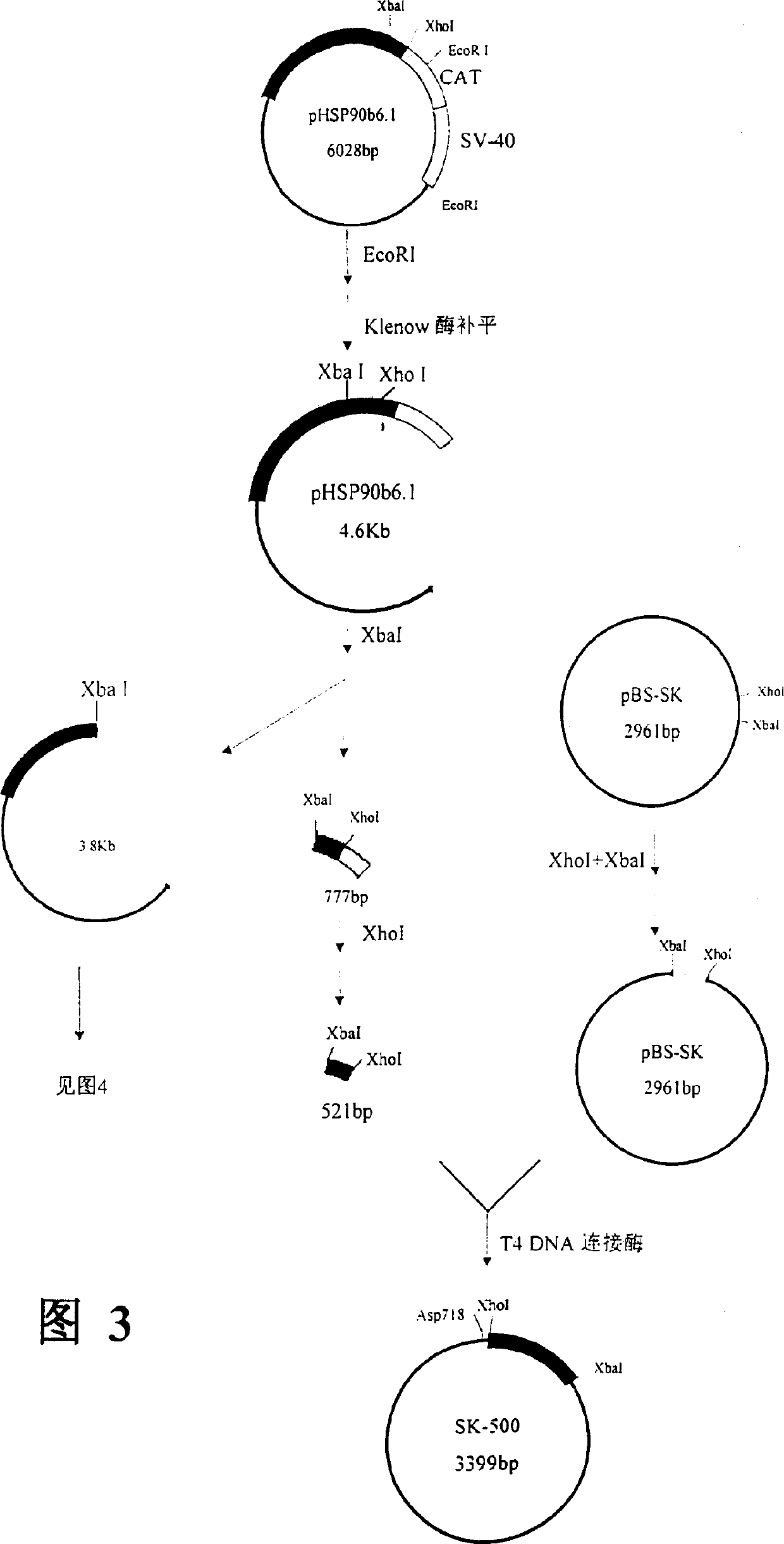 Expression vector of human and mammal cell