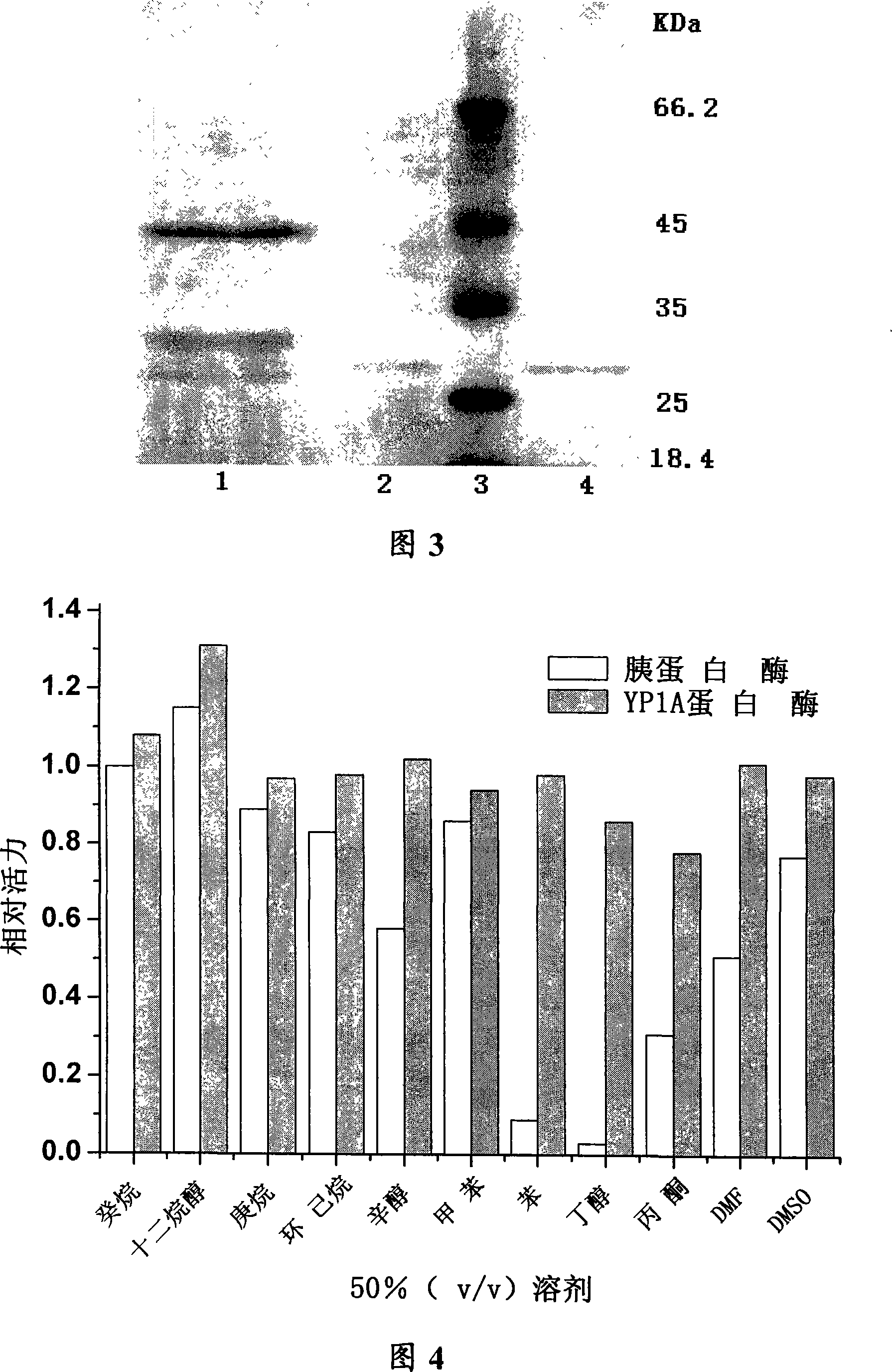 Organic solvent resisting basified protease producing strain, gene and application thereof