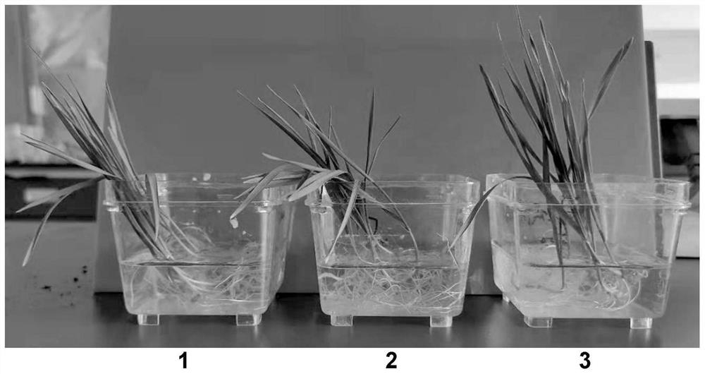 A kind of plant drought-resistance and yield-increasing agent