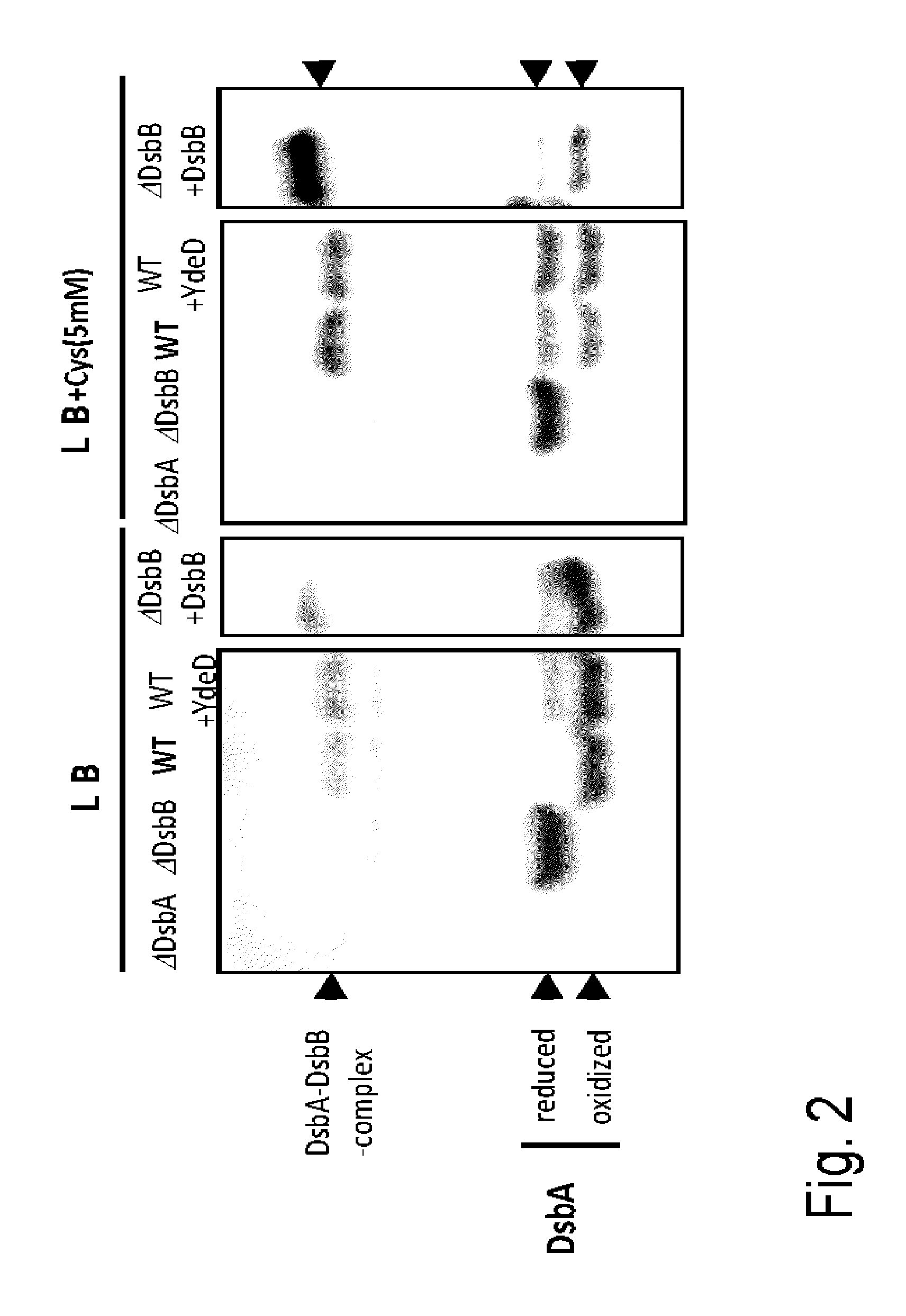 L-cysteine-producing bacterium and a method for producing L-cysteine