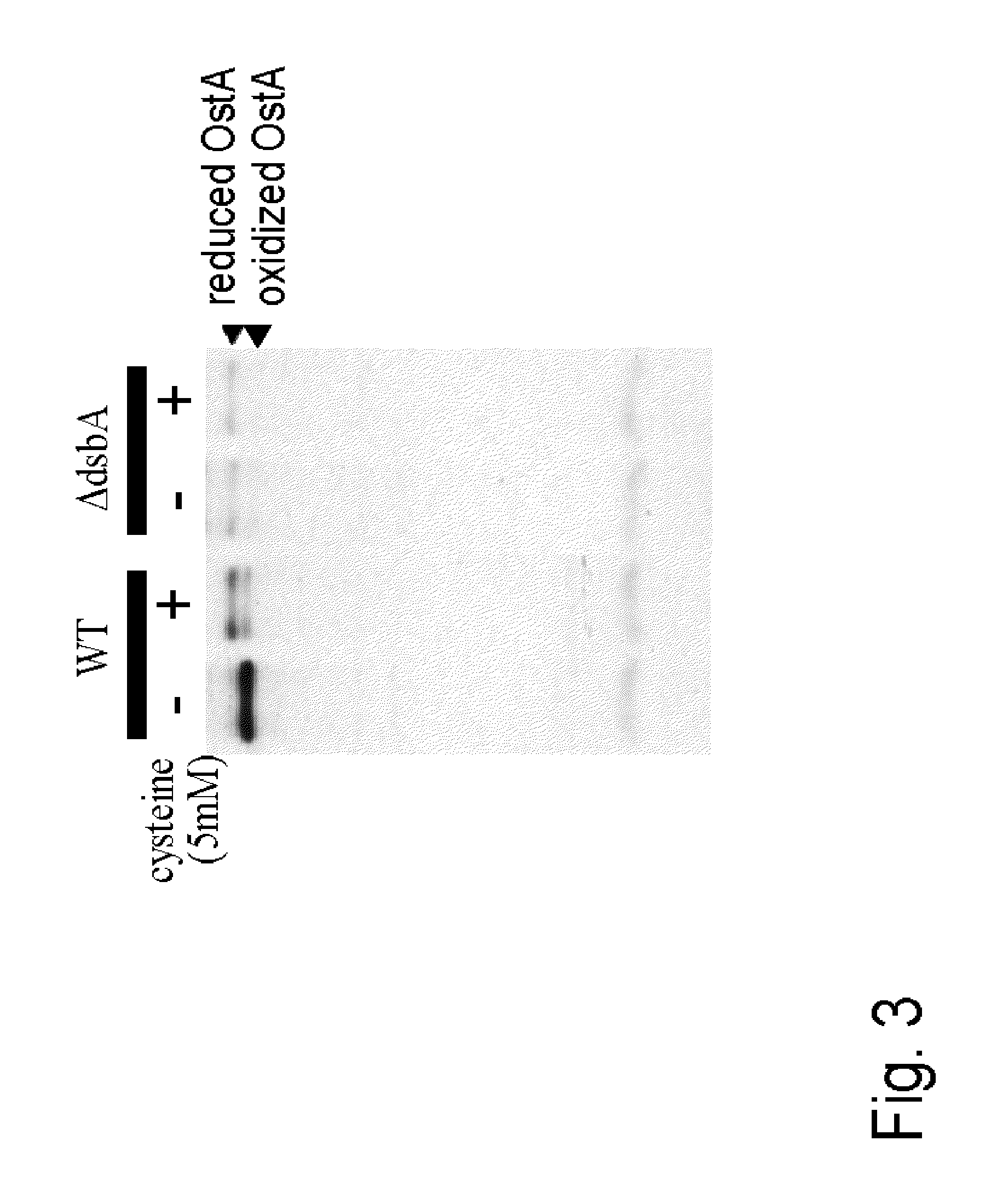 L-cysteine-producing bacterium and a method for producing L-cysteine