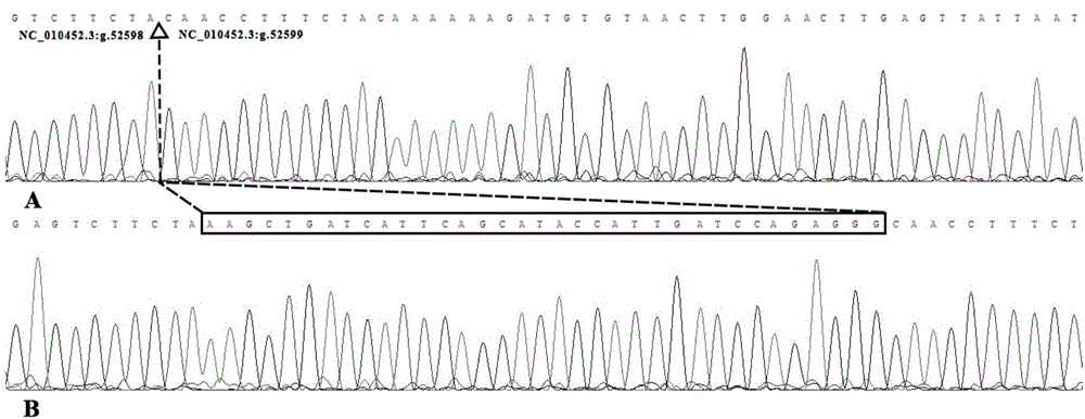 Detection method of boar KDM5B gene insertion/deletion polymorphism and application