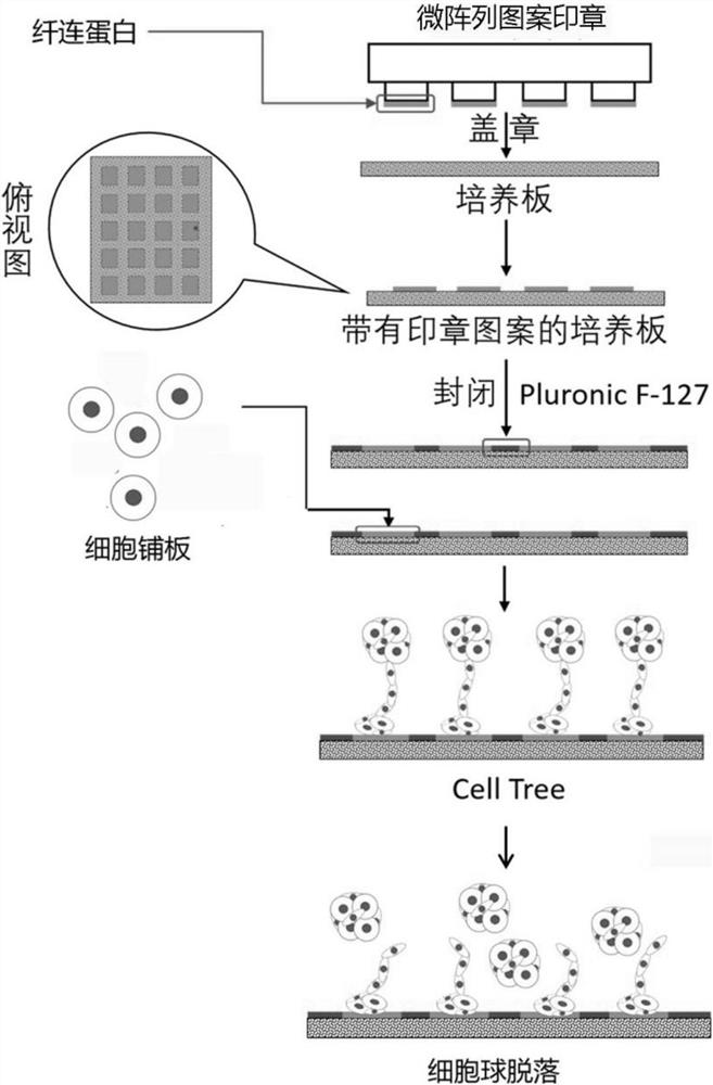 Single cell clone culture method