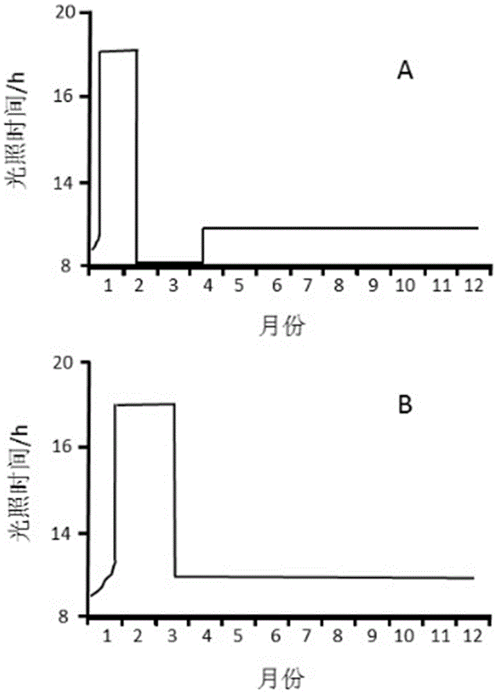 Method for efficiently producing high-quality meat type crossbred goose seedlings
