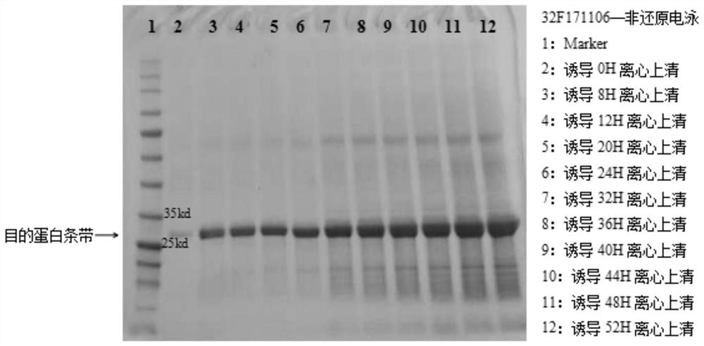 Method for preparing recombinant human octoplasmin