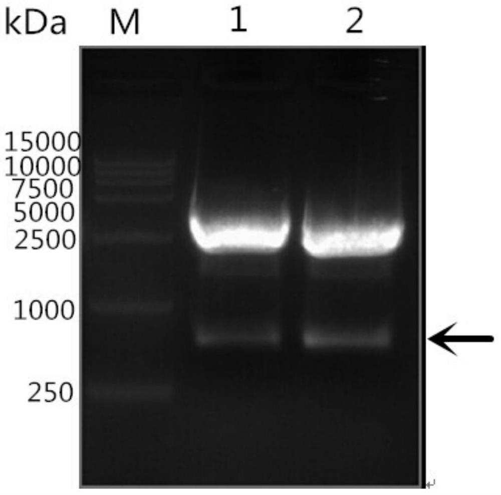 Riemerella anatipestifer omph recombinant protein and its elisa kit