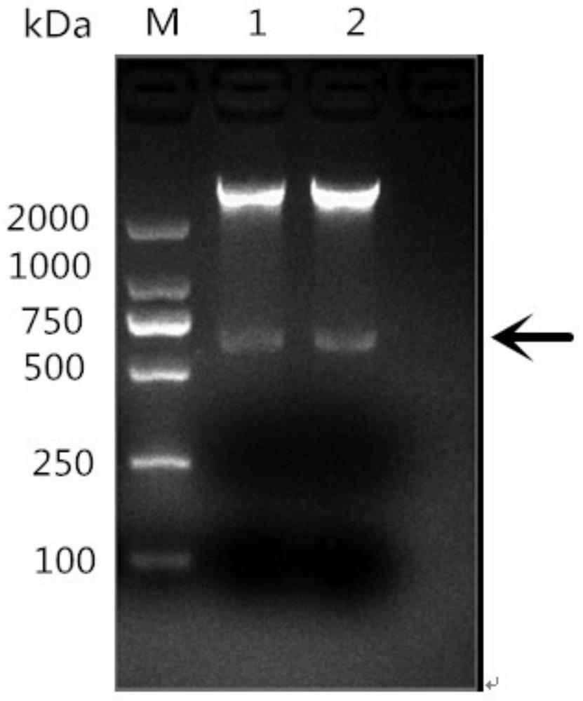 Riemerella anatipestifer omph recombinant protein and its elisa kit