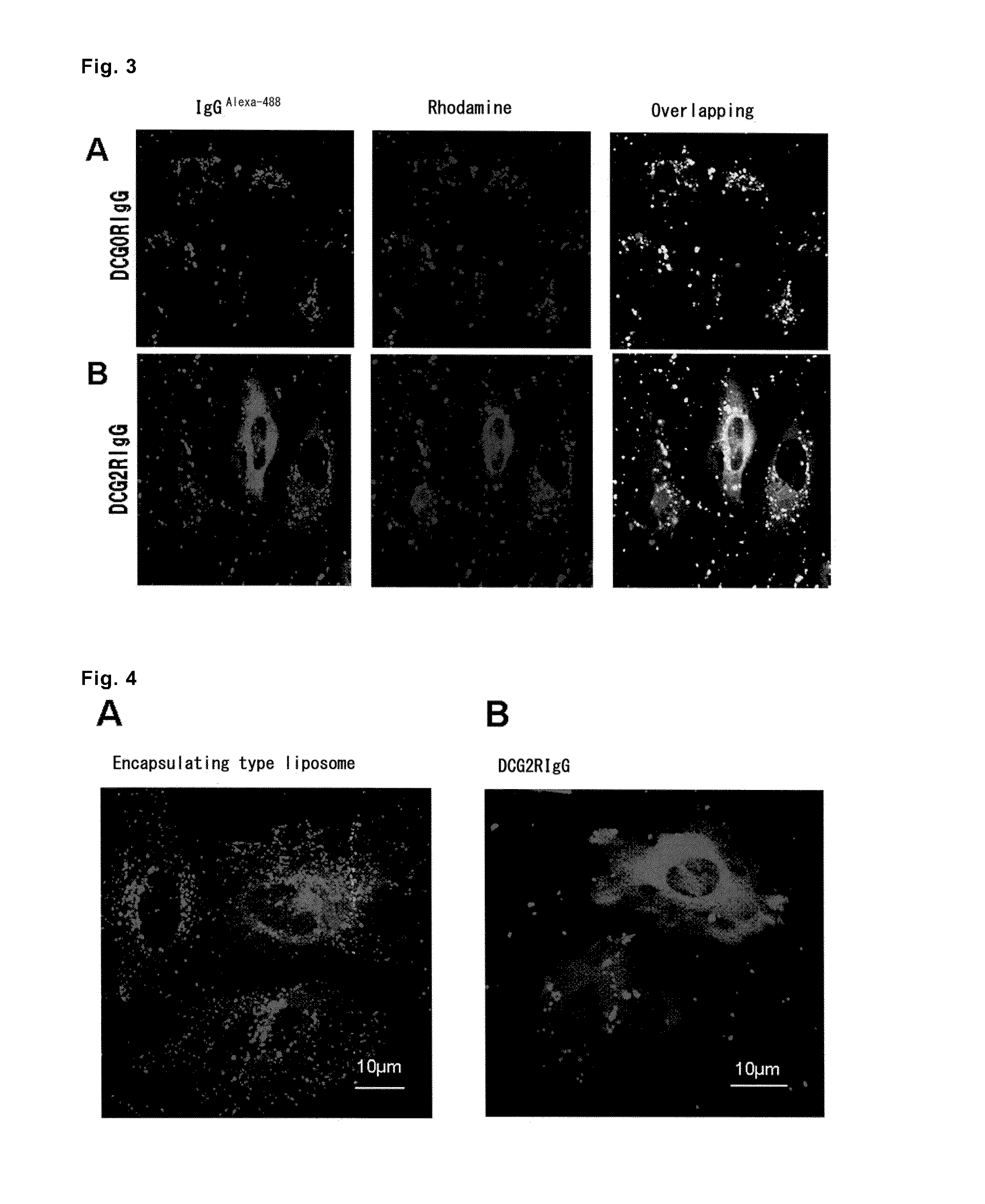 Carrier for intracellular delivery of functional protein