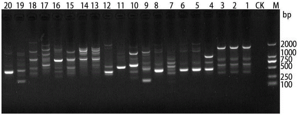 A molecular detection kit for Chestnut Phytophthora and its application method