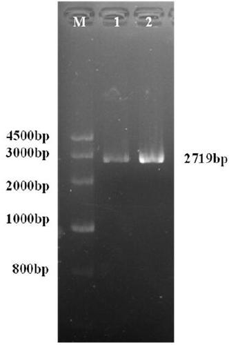 Primers and method for identifying genetic polymorphism of Plasmodium vivax PvMSP-3alpha and application of primers