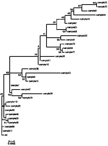 Primers and method for identifying genetic polymorphism of Plasmodium vivax PvMSP-3alpha and application of primers