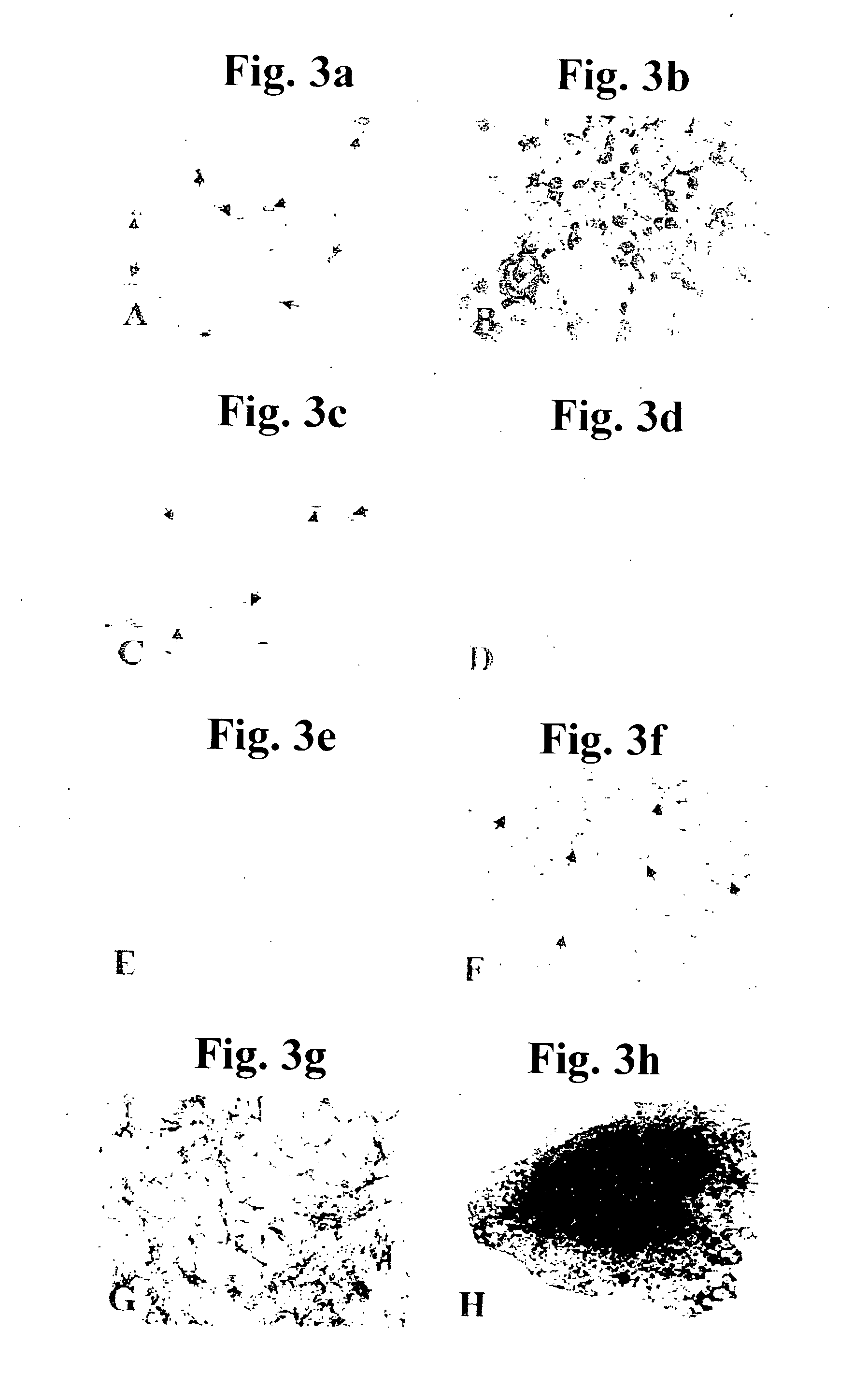 Cultured cartilage/bone cells/tissue, method of generating same and uses thereof