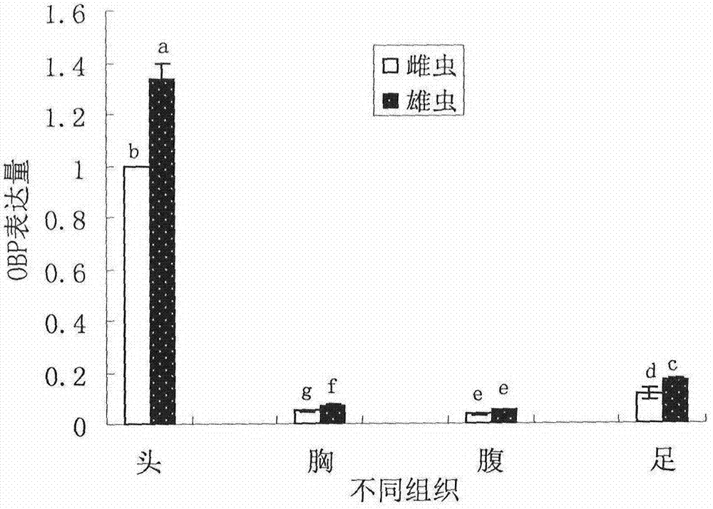 Vegetable leafminer odorant-binding protein and application thereof