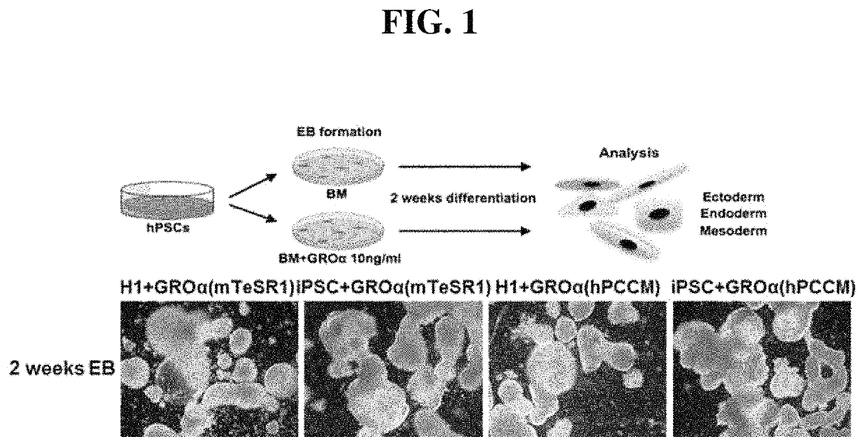 Method for inducing ectodermal differentiation of embryoid bodies derived from human pluripotent stem cells by CXCR2 stimulation