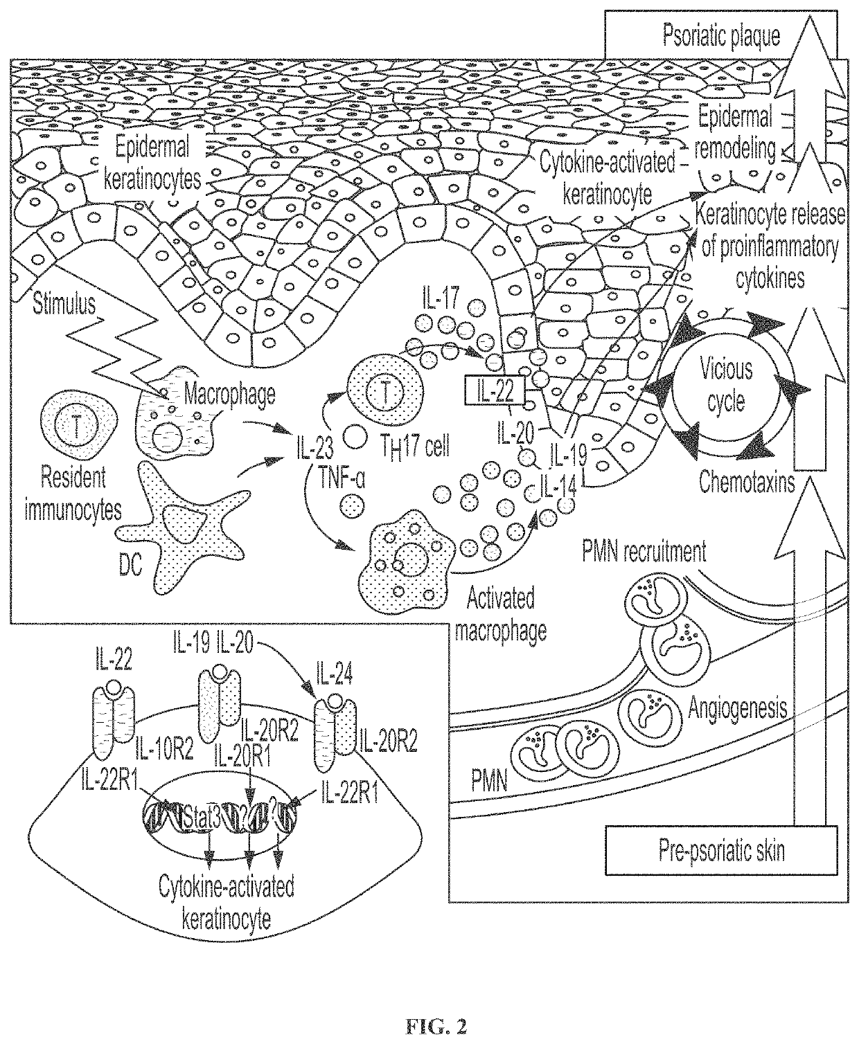 Novel gene classifiers and uses thereof in atopic dermatitis