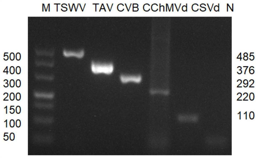 Method for simultaneously detecting three viruses and two kinds of viruses in chrysanthemum by multiple RT-PCR