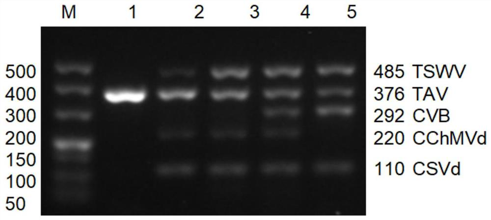 Method for simultaneously detecting three viruses and two kinds of viruses in chrysanthemum by multiple RT-PCR