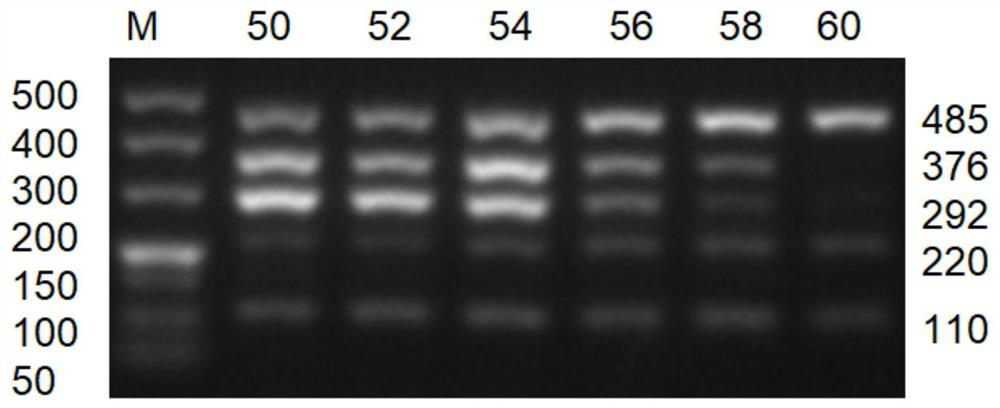 Method for simultaneously detecting three viruses and two kinds of viruses in chrysanthemum by multiple RT-PCR