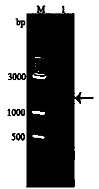 Recombinant protein containing SARS virus N antigen and baculovirus displaying N protein