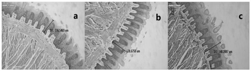 Establishment Method of Animal Model of Lingnan Damp-Heat Syndrome