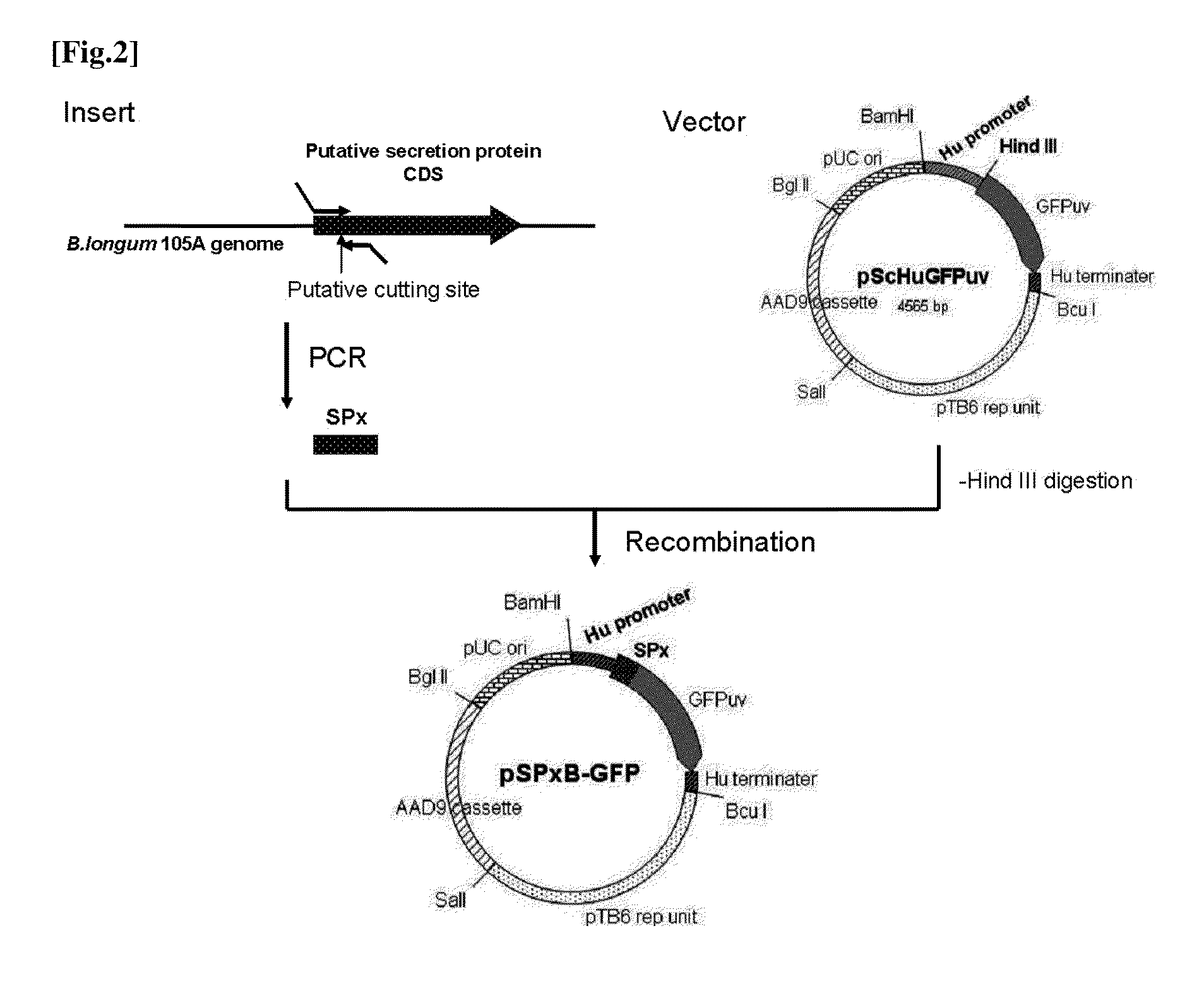 Transfection vector