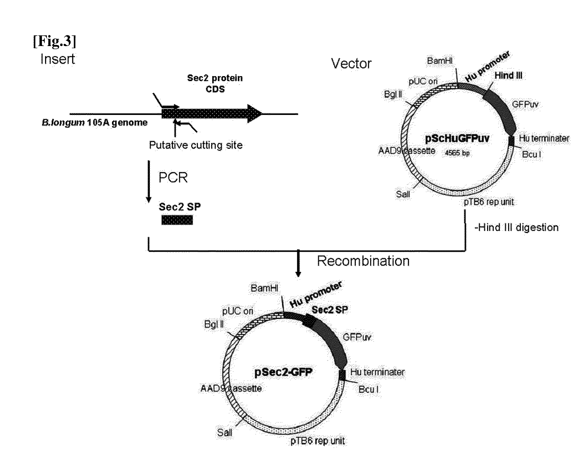 Transfection vector