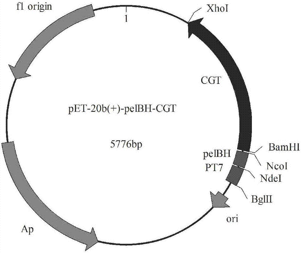 Signal peptide mutant for improving secretion efficiency of protein and application thereof