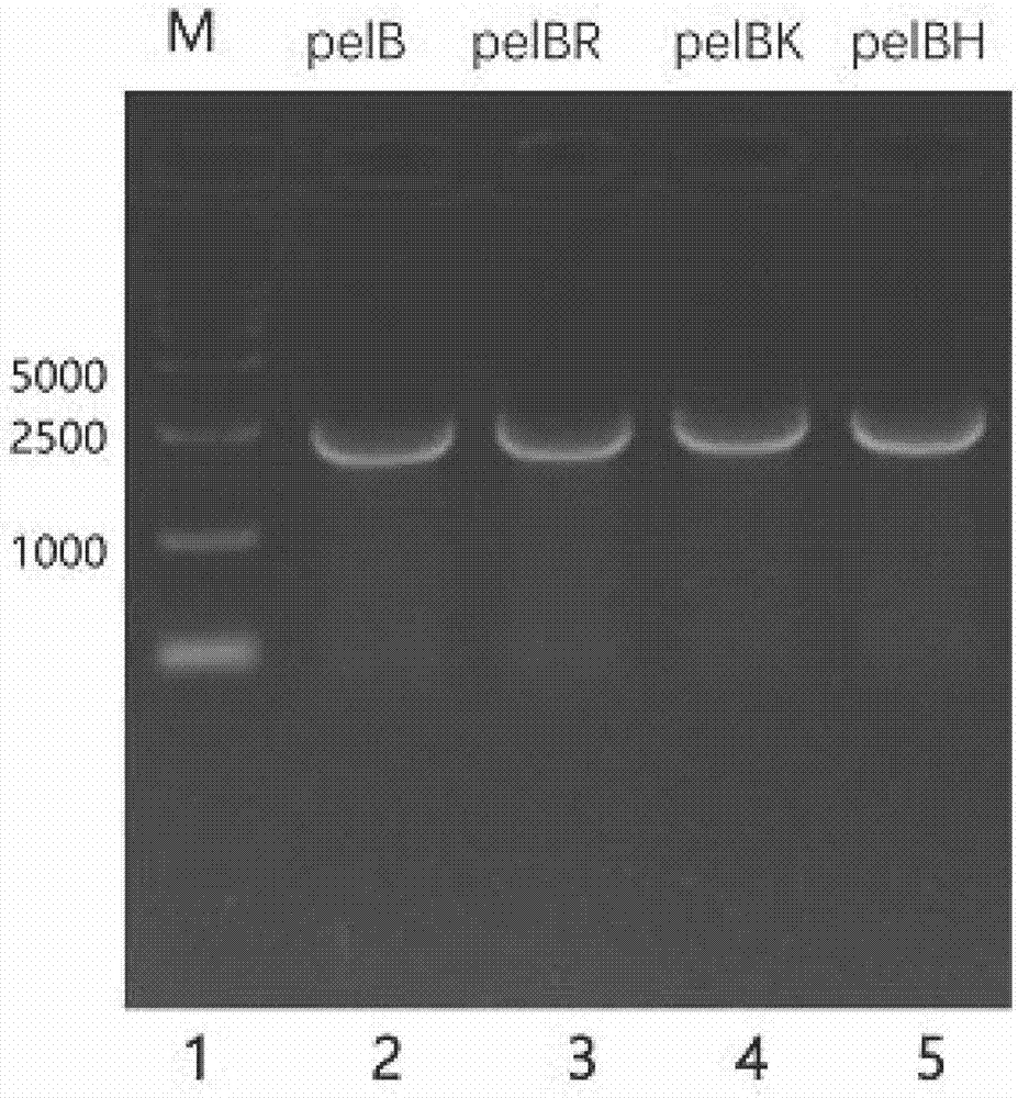 Signal peptide mutant for improving secretion efficiency of protein and application thereof